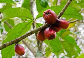 Rose apple on its tree, Thailand photo