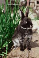 A black and white rabbit sits on wooden boards near the green grass photo