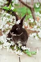 A black rabbit sits among cherry blossoms photo