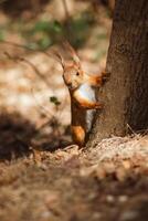 un curioso rojo ardilla asoma fuera desde detrás un árbol. salvaje animales en su natural habitat foto