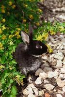 A black rabbit is sitting under a flowering bush of forest currant photo