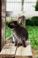 A black and white rabbit sits curiously on wooden boards outside photo