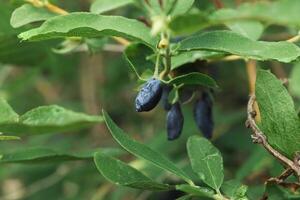 maduro azul madreselva bayas en un arbusto. cultivo de jardín plantas foto