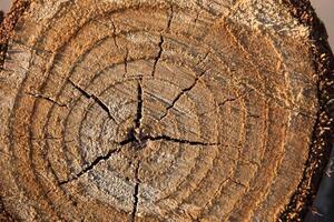 en corte textura de madera. árbol vida anillos foto