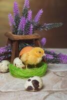 A small yellow quail chicken stands in a nest covered with a shell photo
