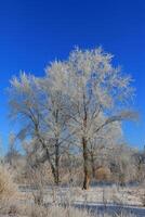 Trees in hoarfrost in winter photo