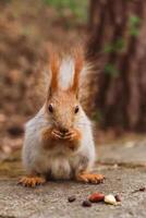 rojo-gris ardilla come varios nueces de cerca foto