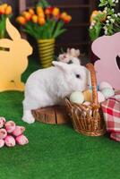 A white rabbit studies a basket of colored eggs, an Easter motif with selective focus photo