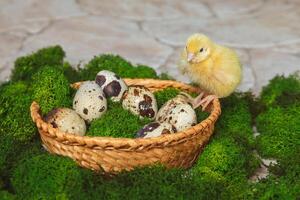 un amarillo codorniz pollo se sienta en un cesta con codorniz huevos y verde musgo en un Roca antecedentes foto