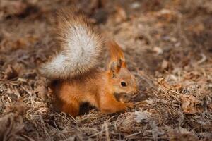A curious red squirrel is looking for food among the fallen leaves. Wild animals in their natural habitat photo