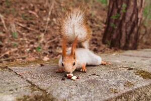 un curioso rojo-gris ardilla cautelosamente se cuela arriba en el nueces foto