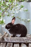 A black decorative rabbit sits near a blooming cherry tree. The symbol of the year 2023 according to the Chinese Eastern calendar photo