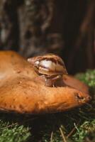 Brown baby snail Achatina on an edible mushroom photo