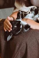 The black rabbit is lying on its back on the girl's lap. A girl strokes a rabbit photo