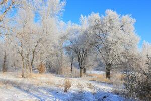 invierno camino a el bosque con arboles en escarcha foto