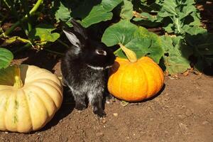 A black rabbit sits between ripe pumpkins in the garden in sunny weather photo