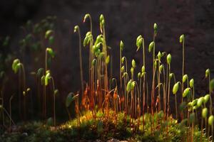 Blooming green moss growing in the dark is illuminated by sunlight. Macro of small plants at the sporophyte stage photo