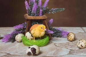 A small yellow quail chicken stands in a nest covered with a shell with copy space photo