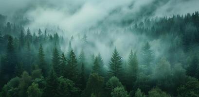 Misty landscape with fir forest in vintage retro style photo