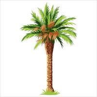 Palm tree isolated on white background vector