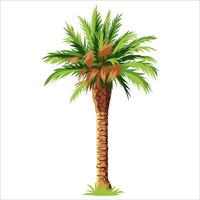 palmera aislado sobre fondo blanco vector