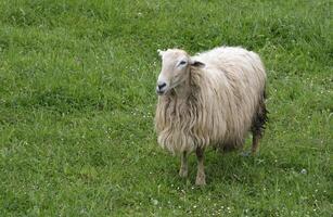 Sheep with long fur on a green field photo