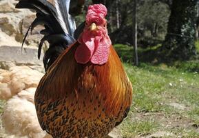 Close-up of a rooster outdoor on a rural farm photo