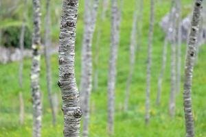 Field with many birch trees with selective focus photo