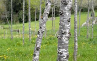 Field with many birch trees with selective focus photo