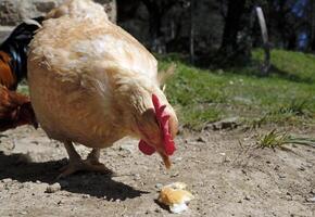 consiguiendo cerca a un pollo al aire libre en un granja foto