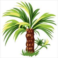 palmera aislado sobre fondo blanco vector