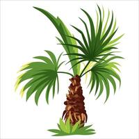 palmera aislado sobre fondo blanco vector