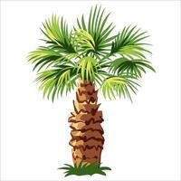 Palm tree isolated on white background vector