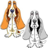 set dog Basset Hound breed vector