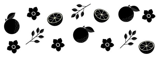 Set of orange fruits silhouettes with flowers and leaves. Botanical design elements, icons, shapes. Black outline illustrations isolated on transparent background vector