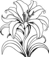 outline of a Lily for a coloring book vector