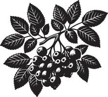 almez fruta, negro color silueta vector