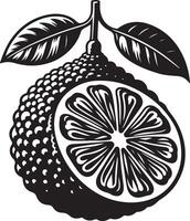 Indonesian Lime fruit, black color silhouette vector