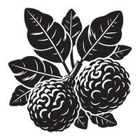 Kaffir Lime fruit,black color silhouette vector