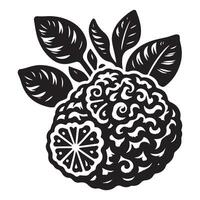 Kaffir Lime fruit,black color silhouette vector