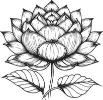 outline of a lily for a coloring book vector