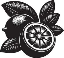 Indonesian Lime fruit, black color silhouette vector