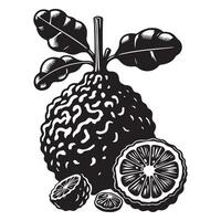 kaffir Lima fruta, negro color silueta vector