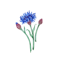 korenbloemen drie blauw bloemen boeket waterverf illustratie. botanisch samenstelling element geïsoleerd van achtergrond. geschikt voor cosmetica, aromatherapie, geneesmiddel, behandeling, zorg, ontwerp, png