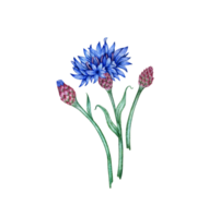 Cornflowers three blue flowers bouquet watercolor illustration. Botanical composition element isolated from background. Suitable for cosmetics, aromatherapy, medicine, treatment, care, design, png