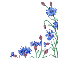 Cornflowers blue flowers corner frame watercolor illustration. Botanical composition element isolated from background. Suitable for cosmetics, aromatherapy, medicine, treatment, care, design, png