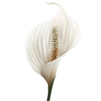 white calla lily flower png