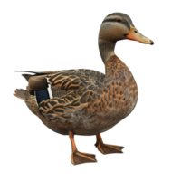a duck is standing png