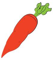 Carrot isolated on white background vector