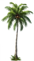 transparent noix de coco arbre png